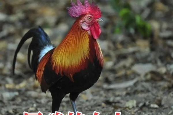 属鸡女81年2025年的运势及运程 2025年属鸡女81年运势解析运程详解与提升建议 属鸡女81年2025年的运势及运程 2025年属鸡女81年运势解析运程详解与提升建议